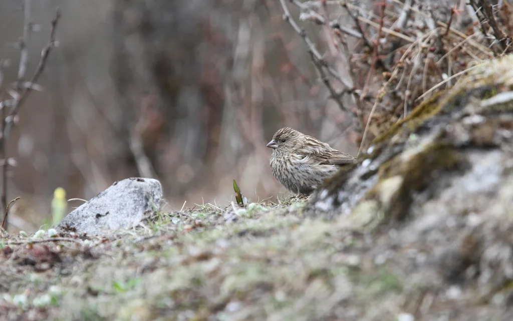 红眉朱雀(Carpodacus pulcherrimus)