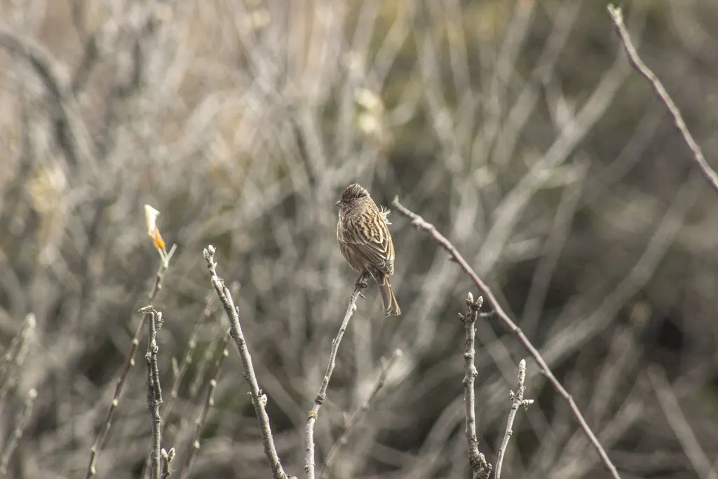 红眉朱雀(Carpodacus pulcherrimus)