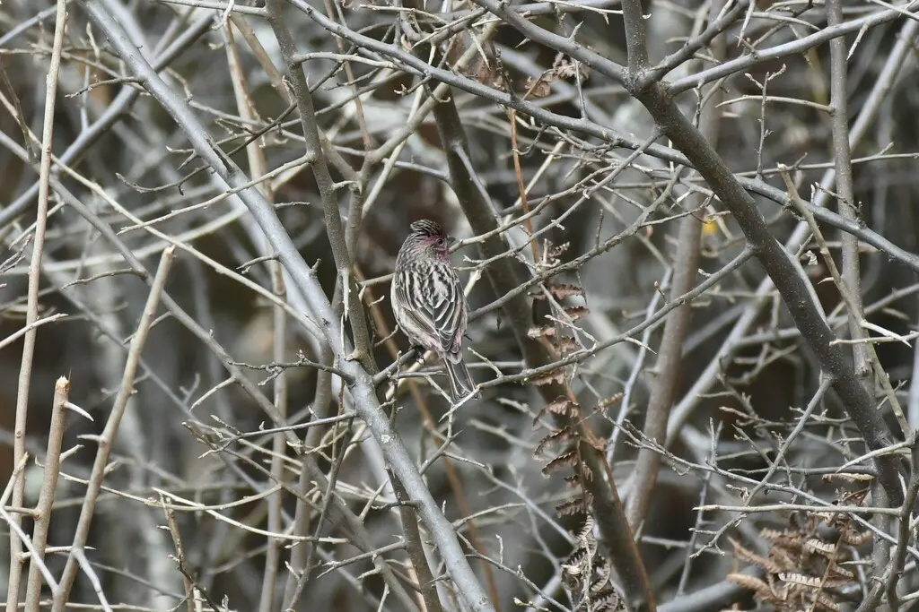 红眉朱雀(Carpodacus pulcherrimus)