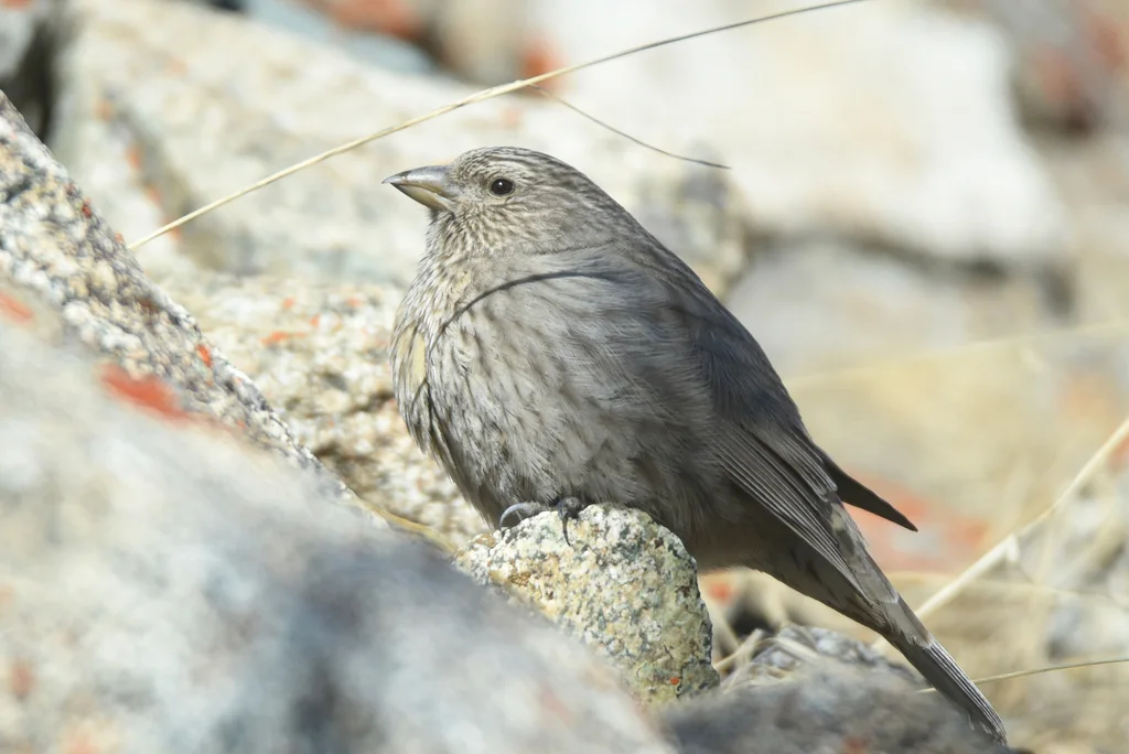红胸朱雀（Carpodacus puniceus）