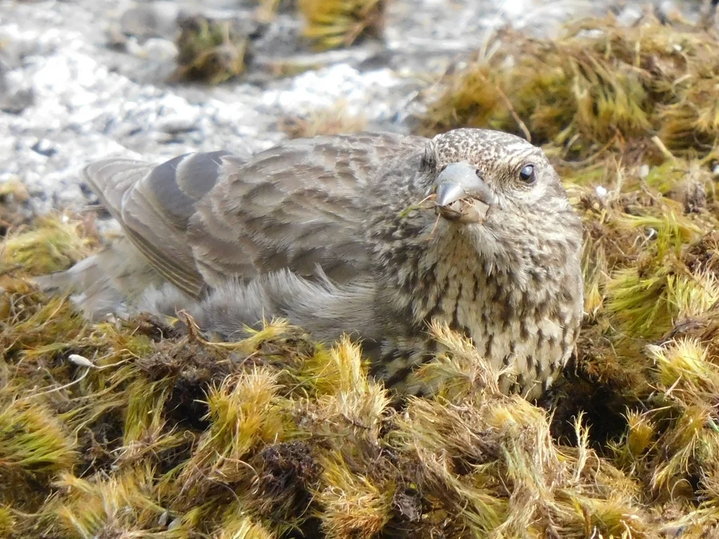 红胸朱雀（Carpodacus puniceus）