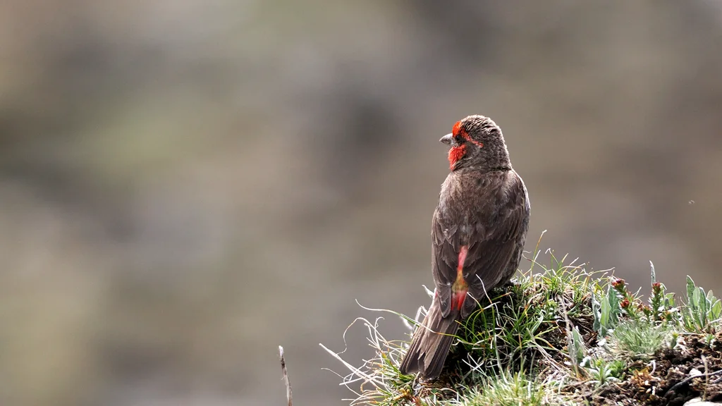 红胸朱雀（Carpodacus puniceus）