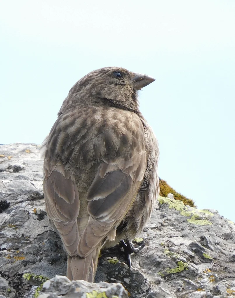红胸朱雀（Carpodacus puniceus）
