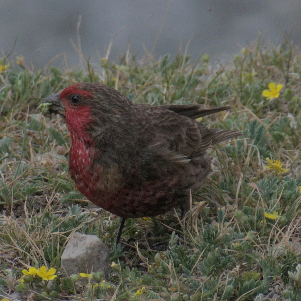 红胸朱雀（Carpodacus puniceus）