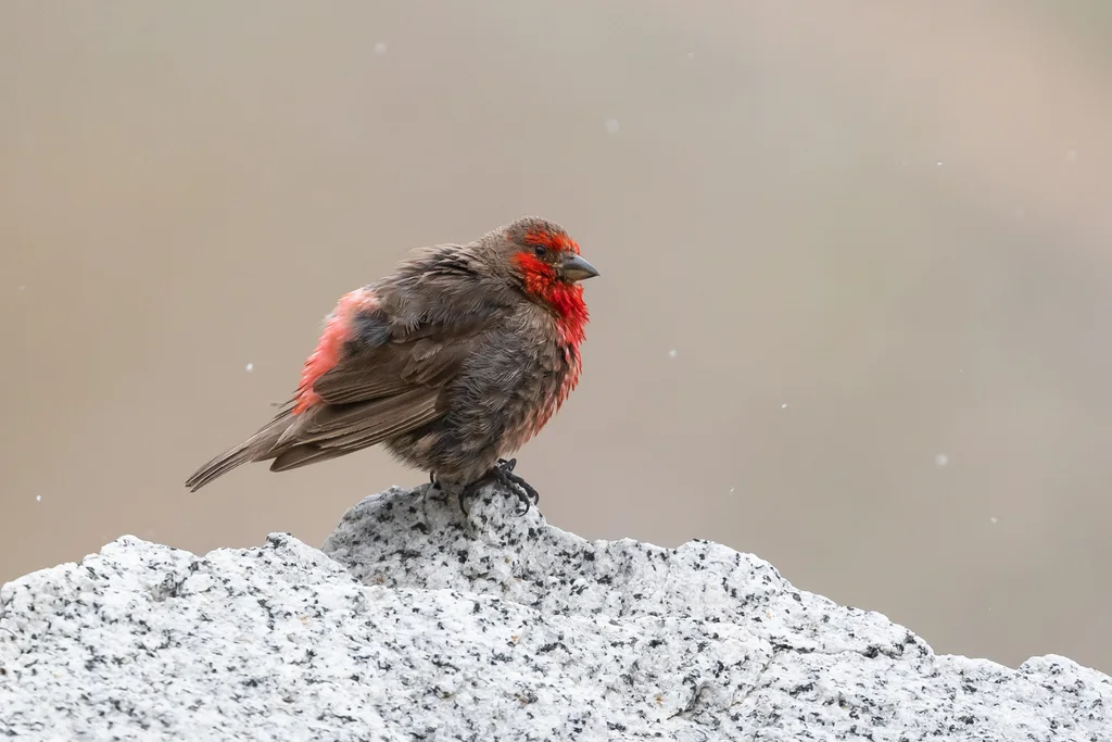 红胸朱雀（Carpodacus puniceus）