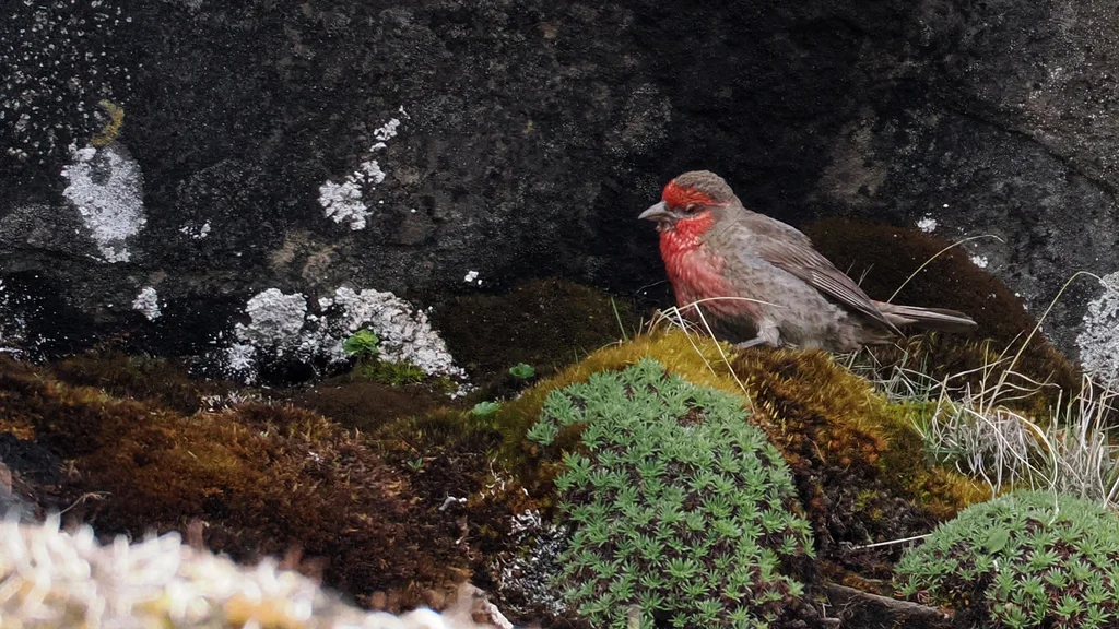 红胸朱雀（Carpodacus puniceus）