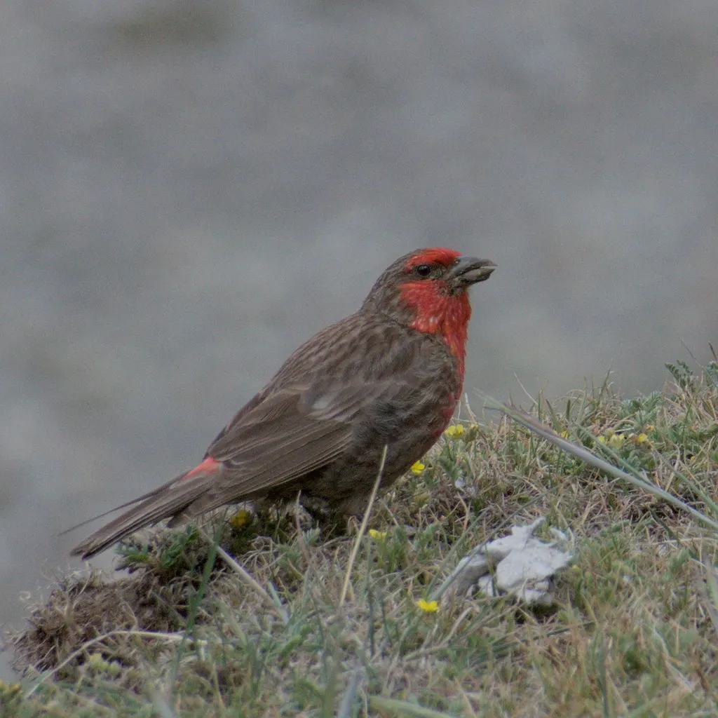 红胸朱雀（Carpodacus puniceus）
