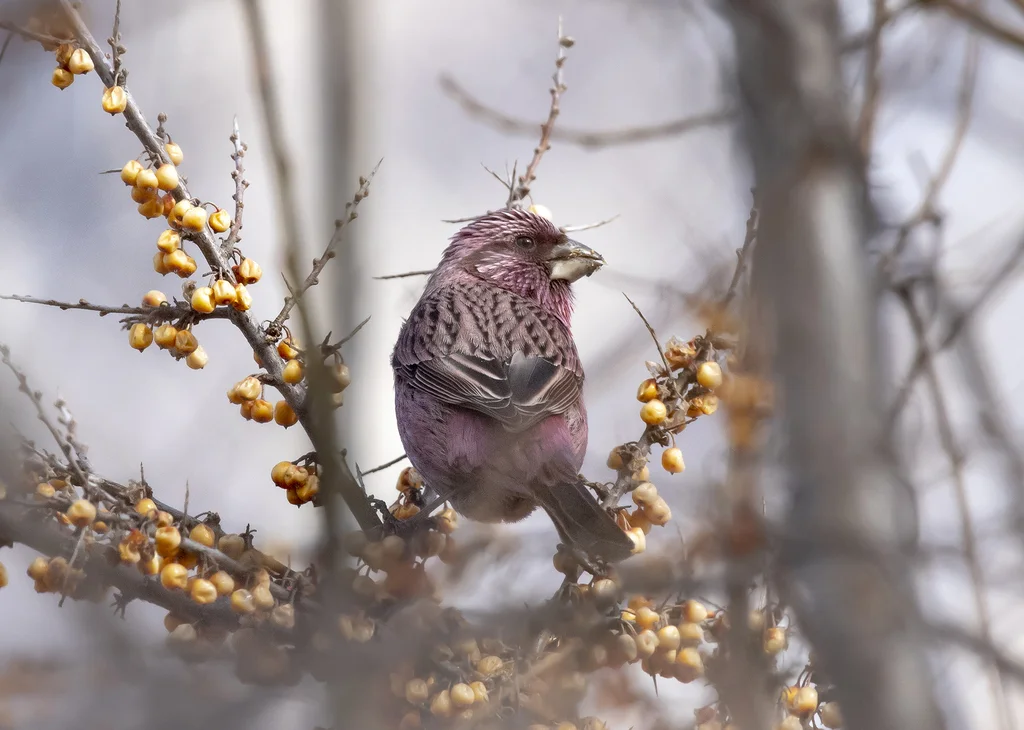 红腰朱雀(Carpodacus rhodochlamys)