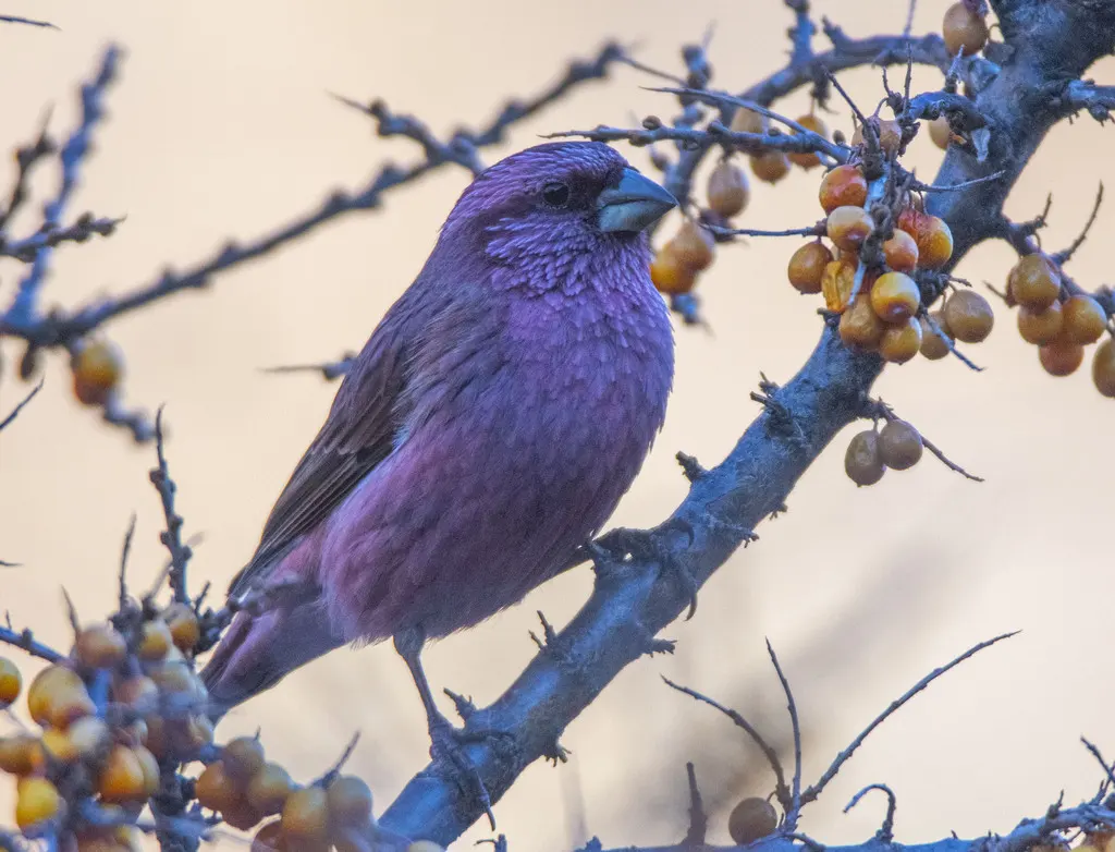 红腰朱雀(Carpodacus rhodochlamys)