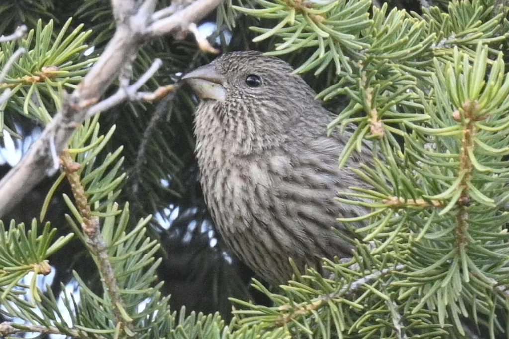 红腰朱雀(Carpodacus rhodochlamys)