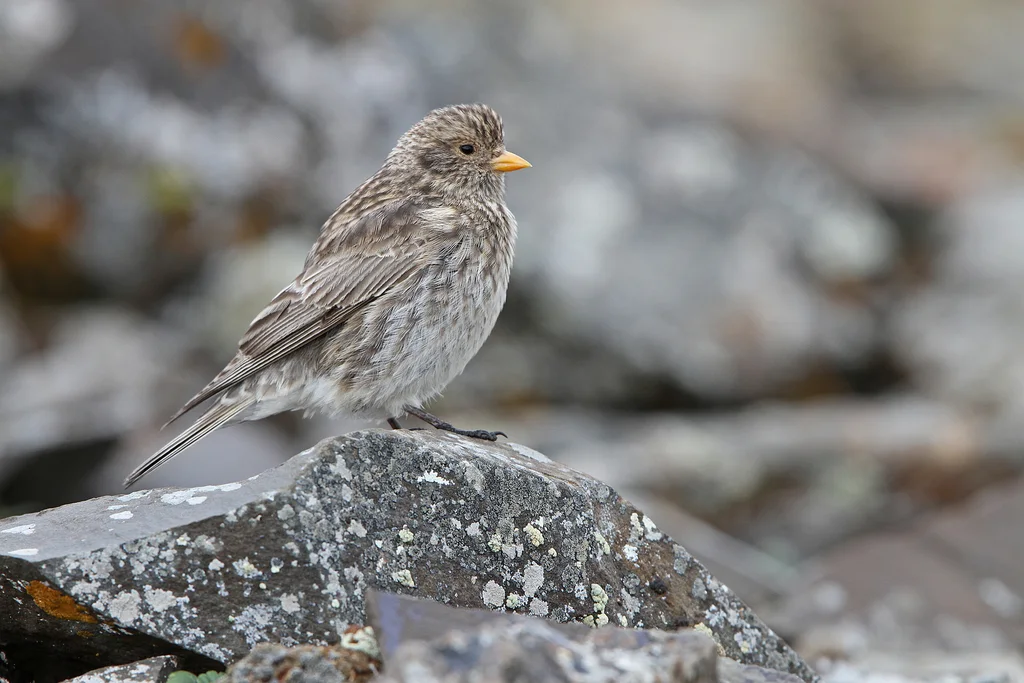 藏雀（Carpodacus roborowskii）