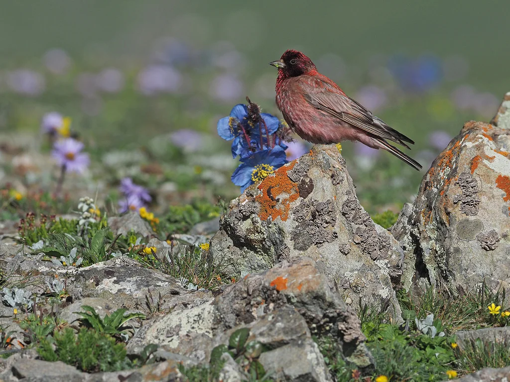 藏雀（Carpodacus roborowskii）