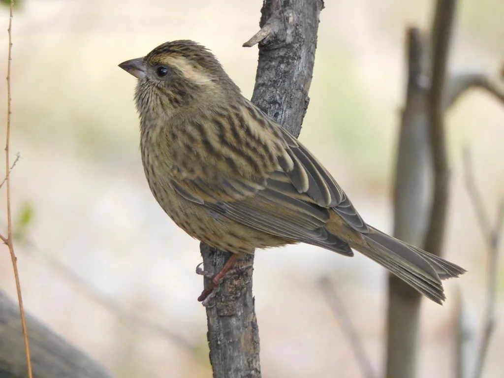 玫红眉朱雀(Carpodacus rodochroa)