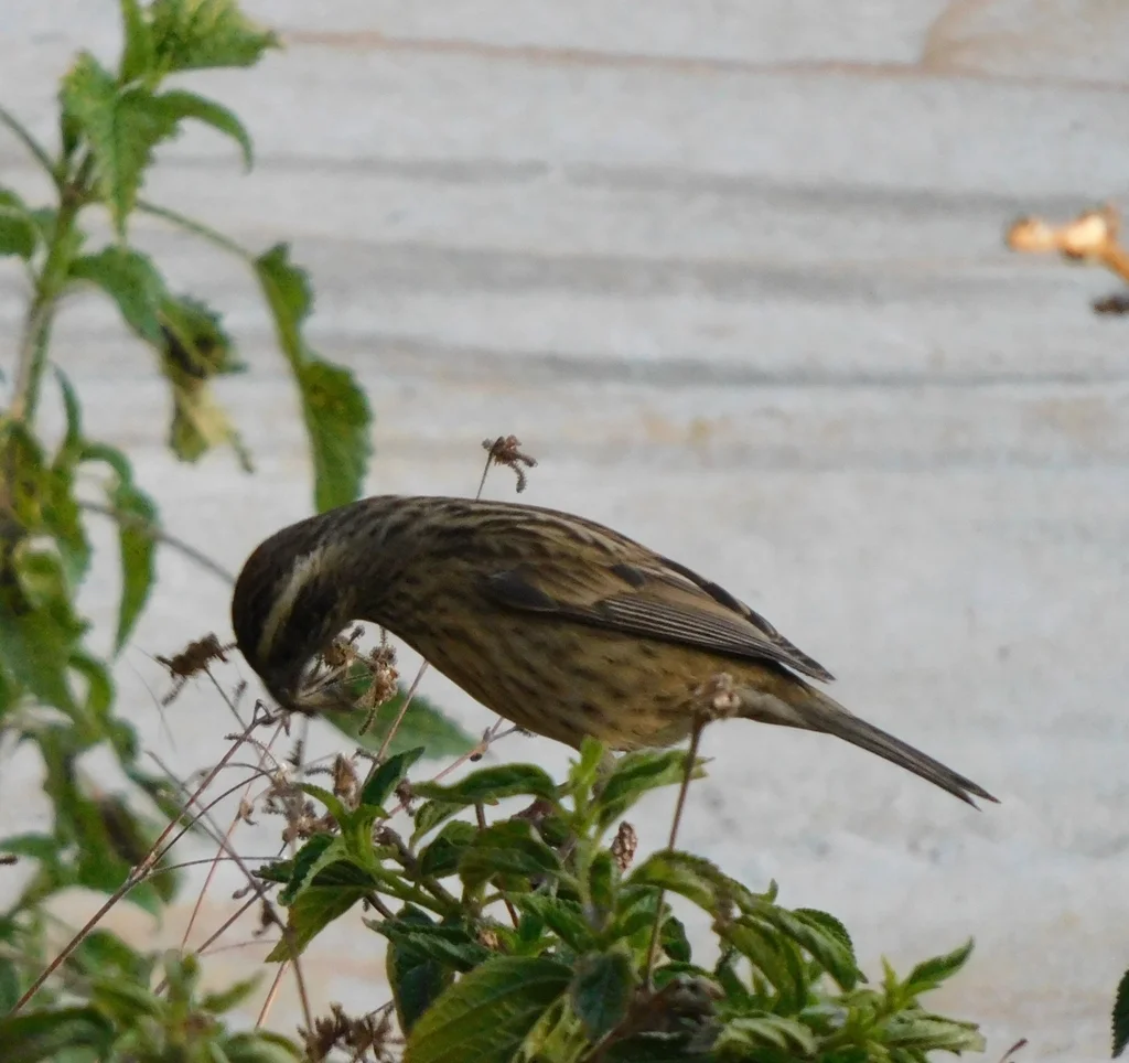 玫红眉朱雀(Carpodacus rodochroa)