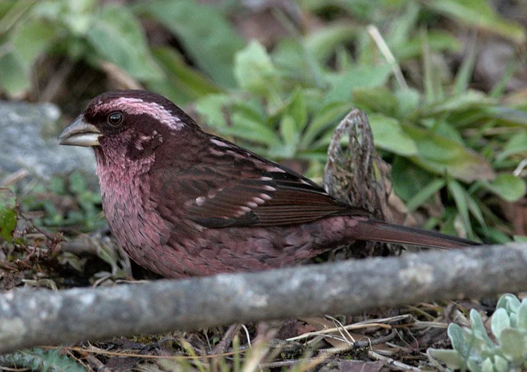 喜山点翅朱雀(Carpodacus rodopeplus)