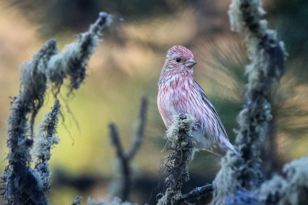 北朱雀(Carpodacus roseus)