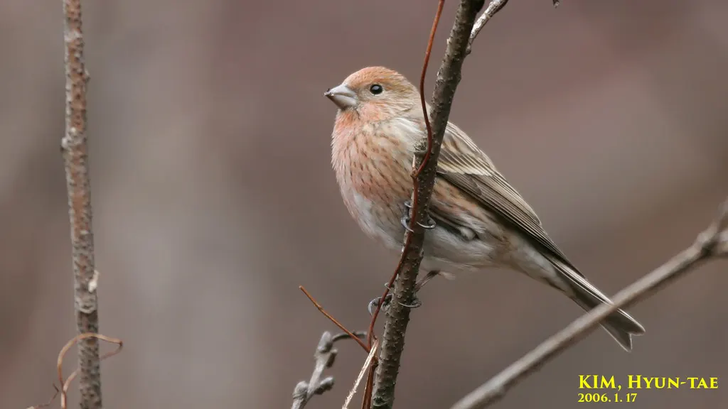 北朱雀(Carpodacus roseus)