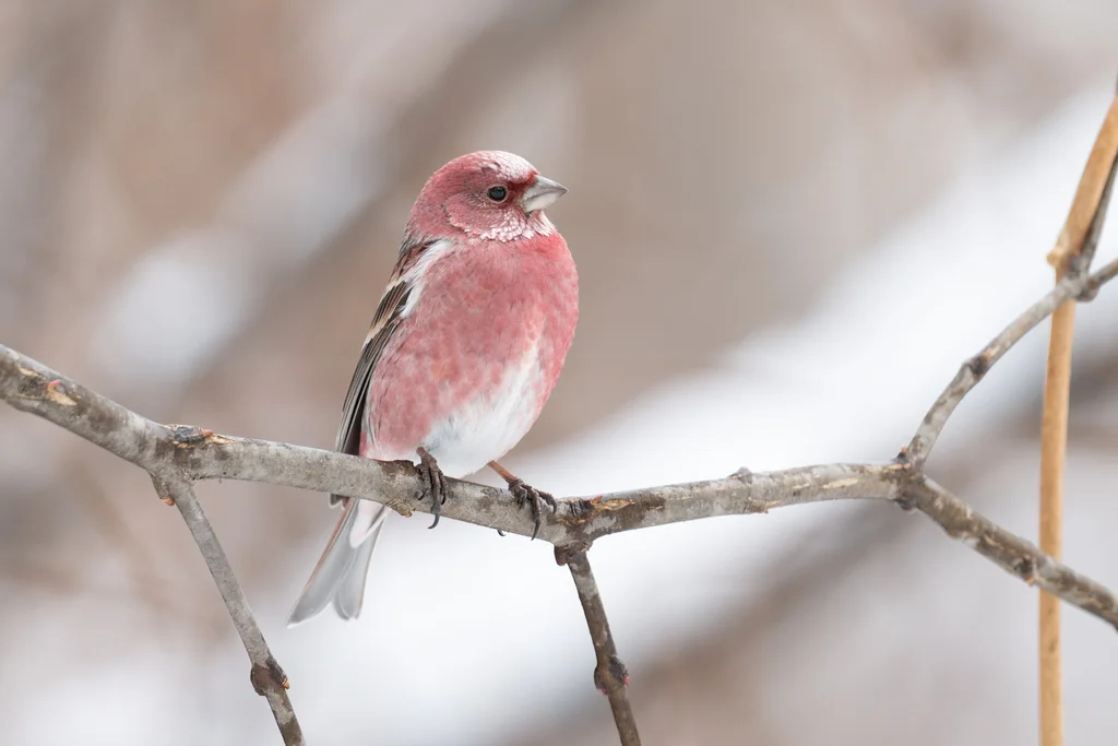 北朱雀(Carpodacus roseus)
