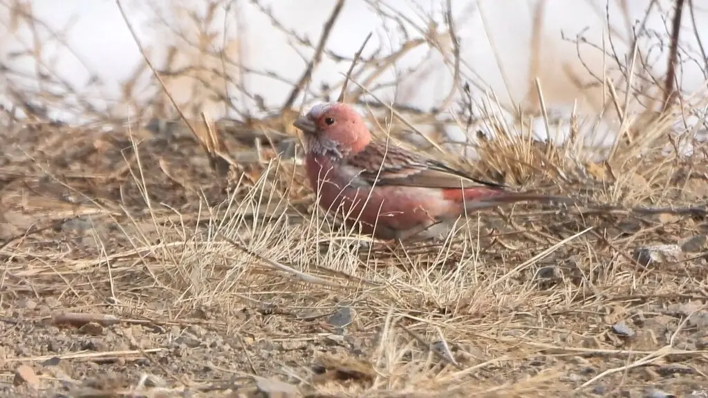 北朱雀(Carpodacus roseus)