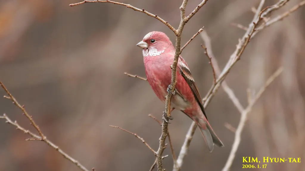 北朱雀(Carpodacus roseus)
