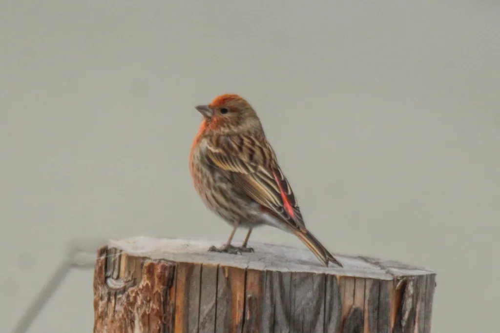 北朱雀(Carpodacus roseus)