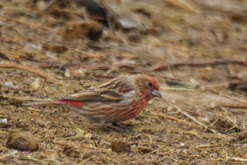 北朱雀(Carpodacus roseus)
