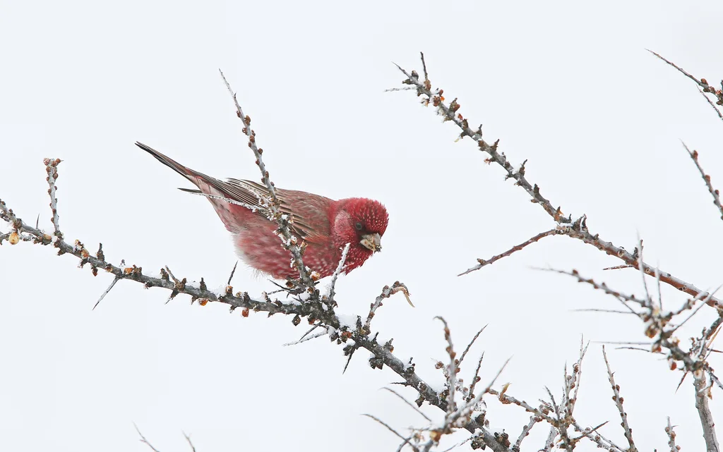 大朱雀(Carpodacus rubicilla)