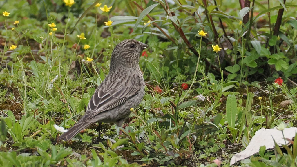 拟大朱雀（Carpodacus rubicilloides）