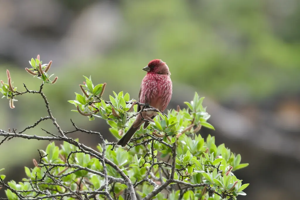 拟大朱雀（Carpodacus rubicilloides）