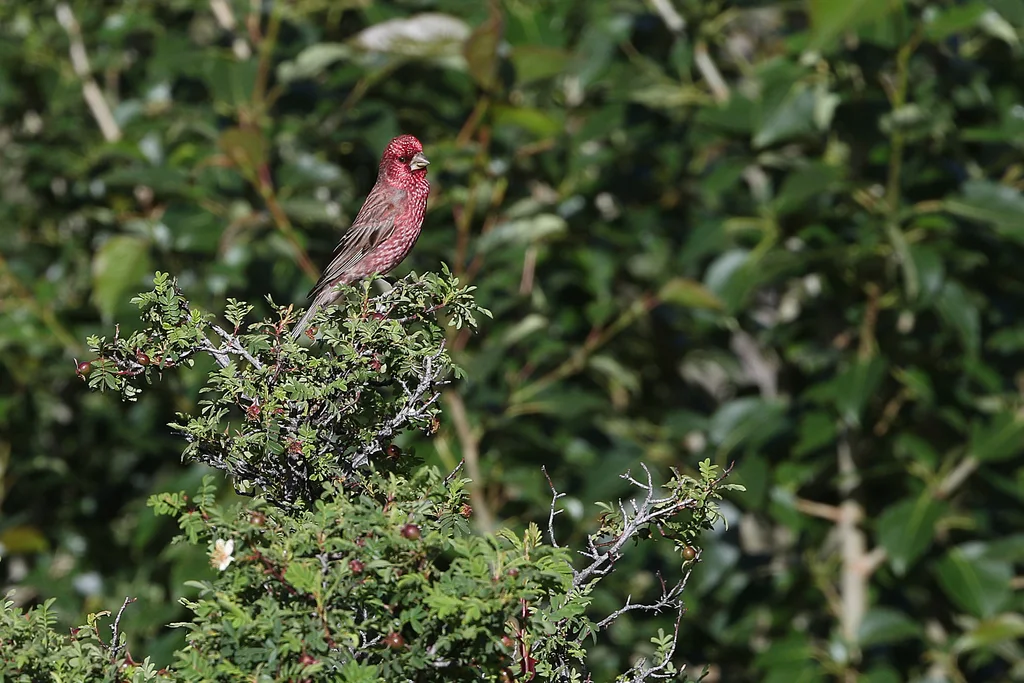 拟大朱雀（Carpodacus rubicilloides）