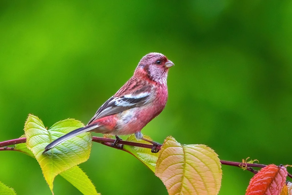 长尾雀(Carpodacus sibiricus)