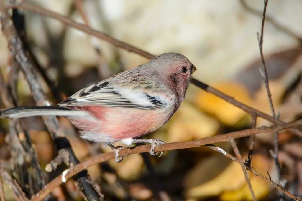 长尾雀(Carpodacus sibiricus)
