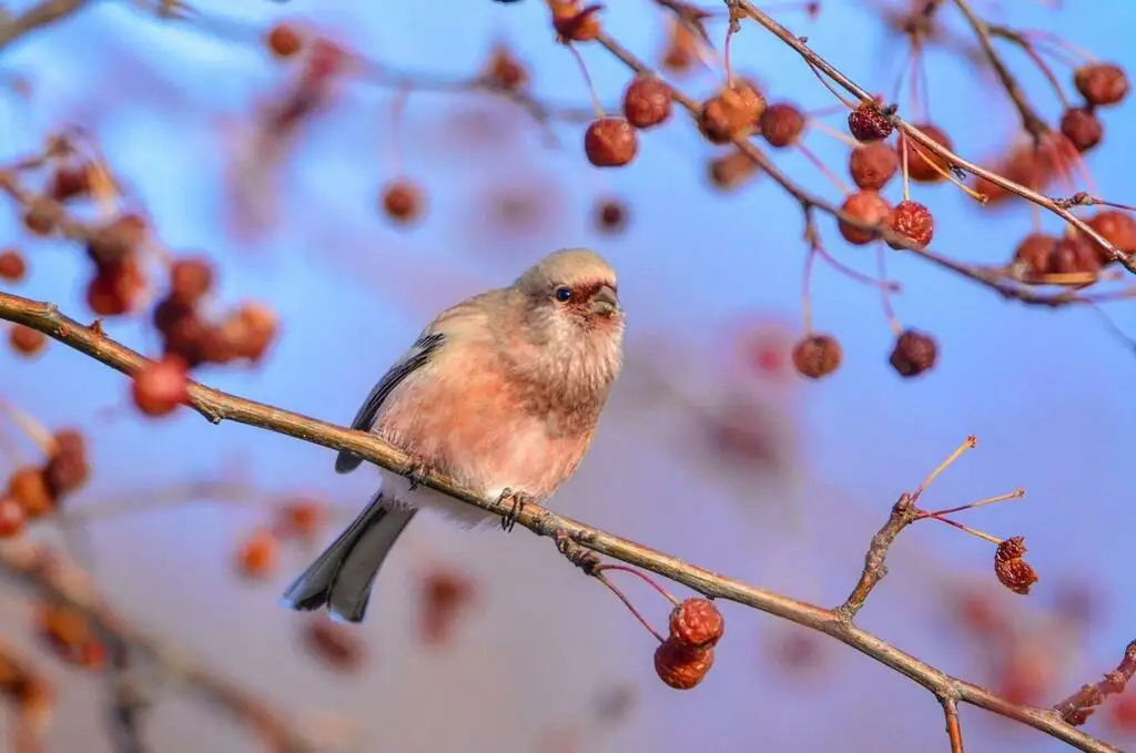长尾雀(Carpodacus sibiricus)