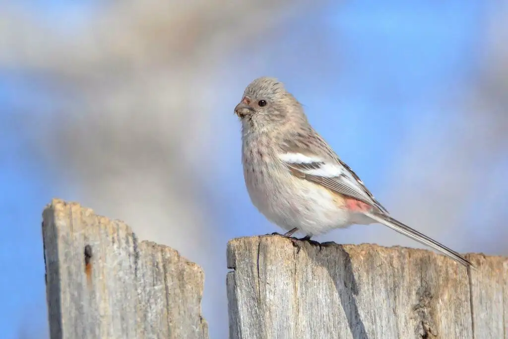长尾雀(Carpodacus sibiricus)