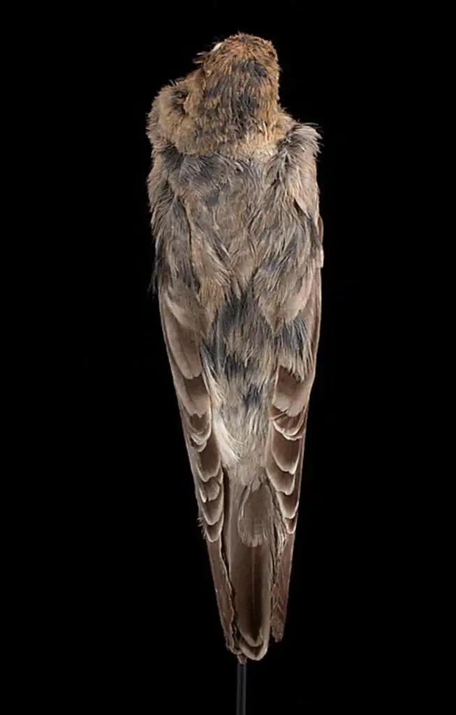 褐头朱雀(Carpodacus sillemi)