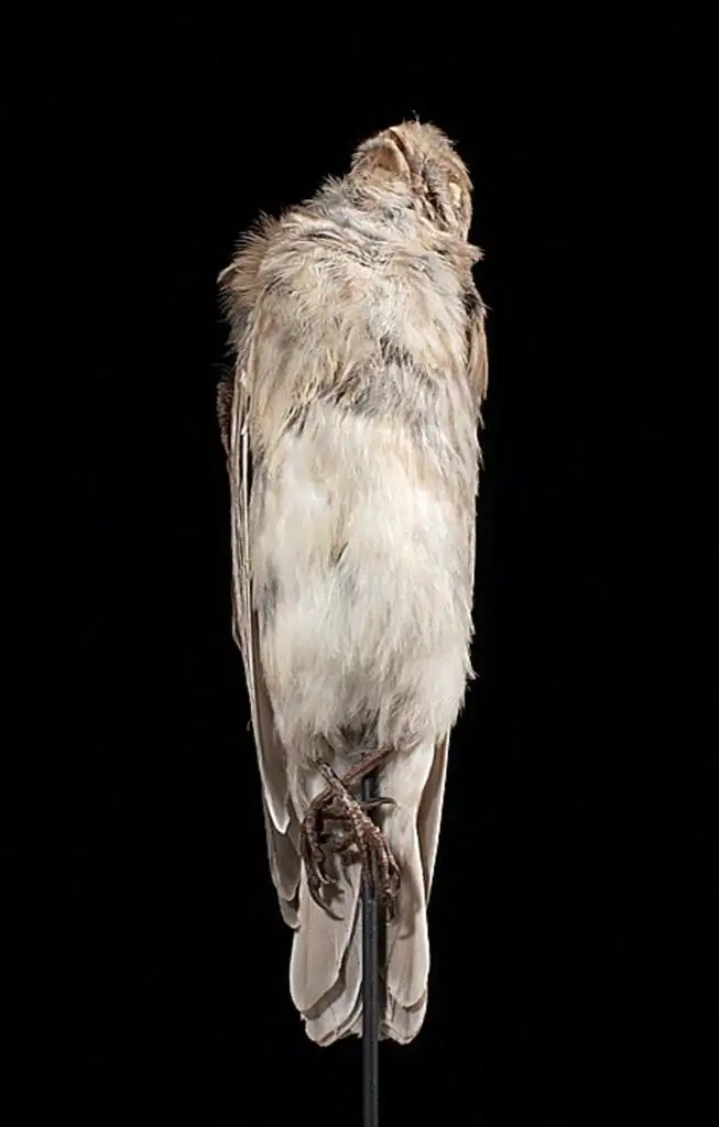 褐头朱雀(Carpodacus sillemi)