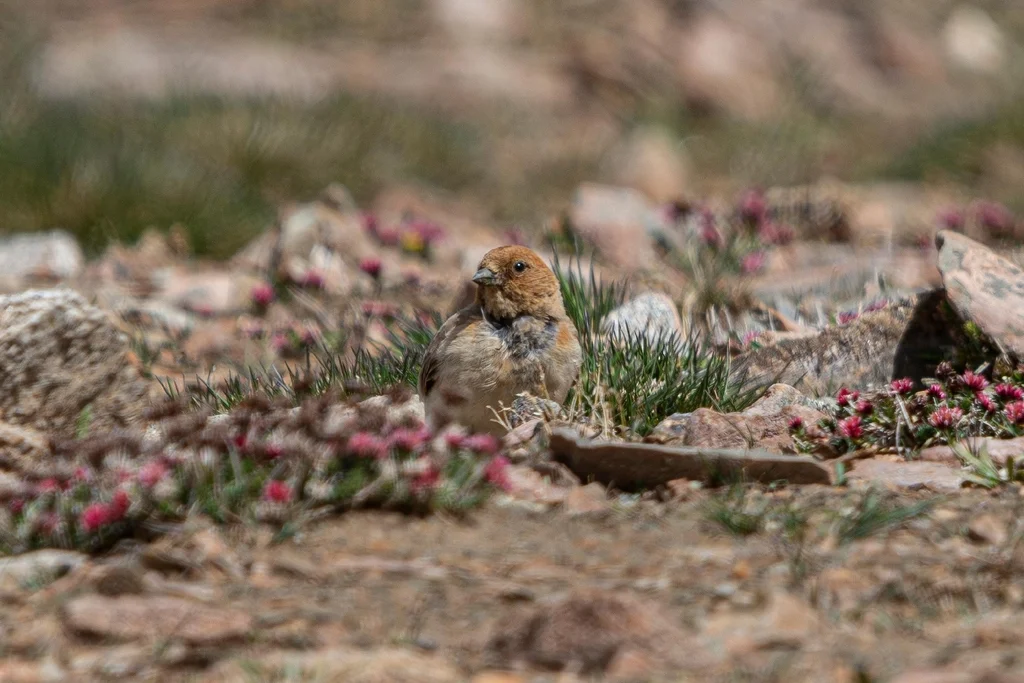 褐头朱雀(Carpodacus sillemi)