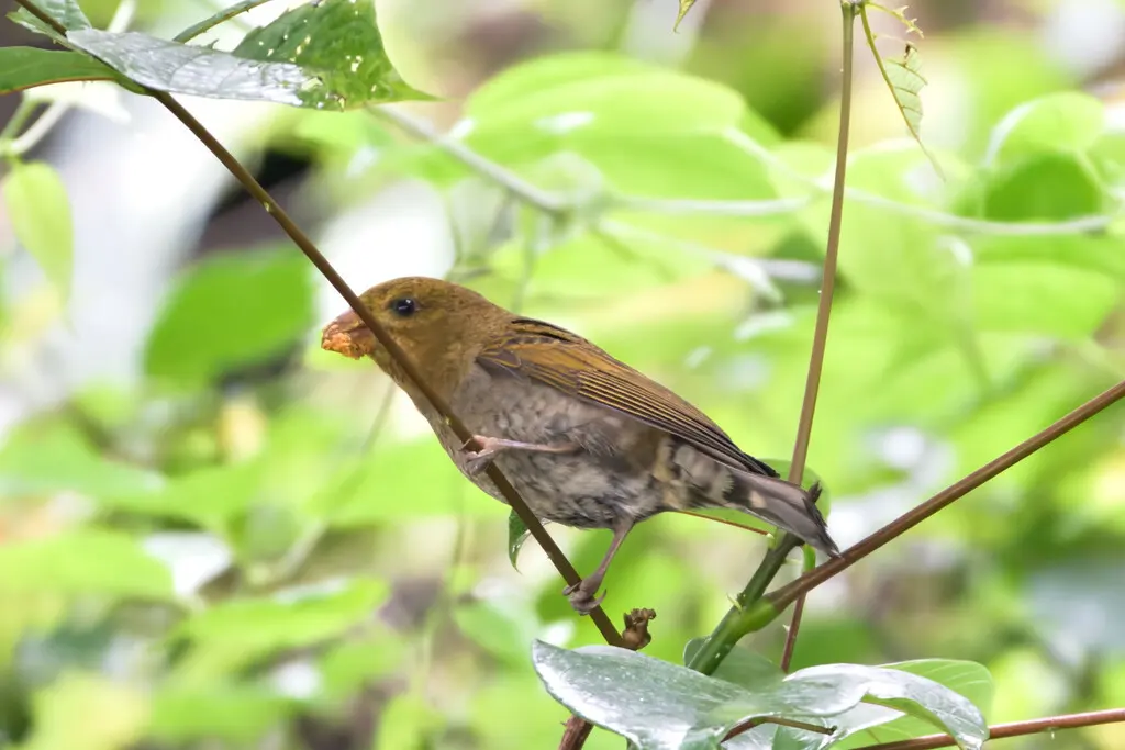 血雀（Carpodacus sipahi）