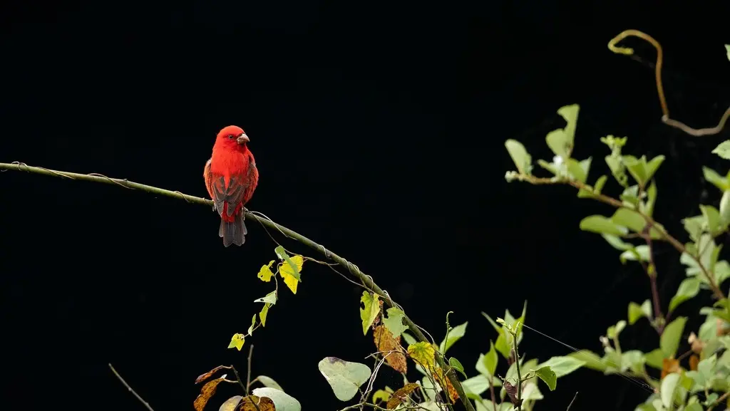 血雀（Carpodacus sipahi）