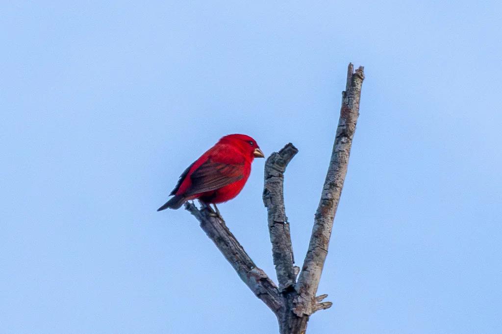 血雀（Carpodacus sipahi）