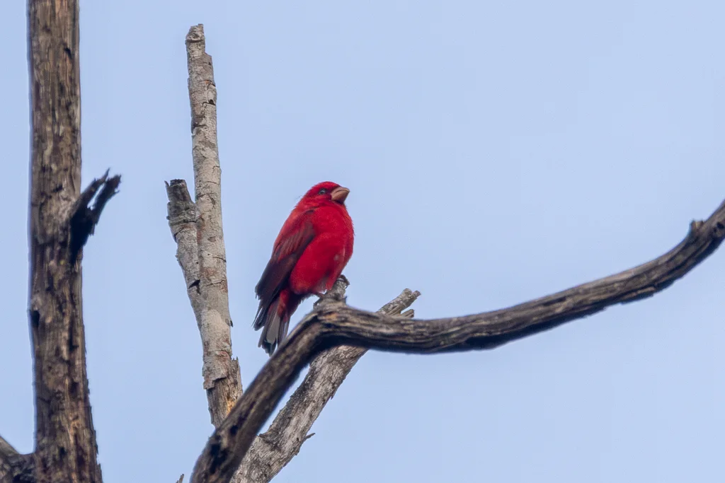 血雀（Carpodacus sipahi）
