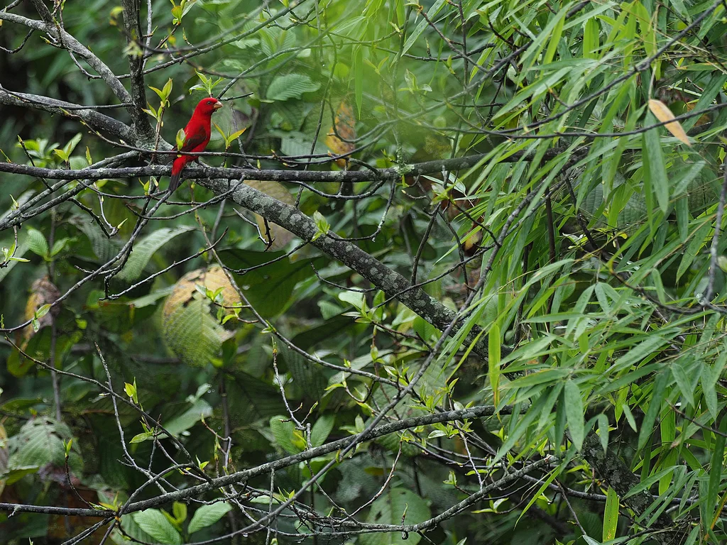 血雀（Carpodacus sipahi）