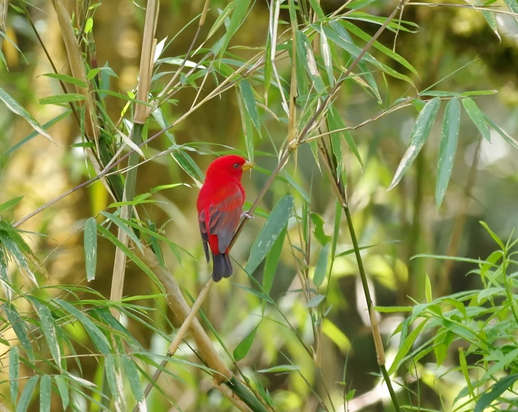 血雀（Carpodacus sipahi）