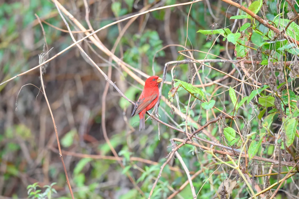 血雀（Carpodacus sipahi）