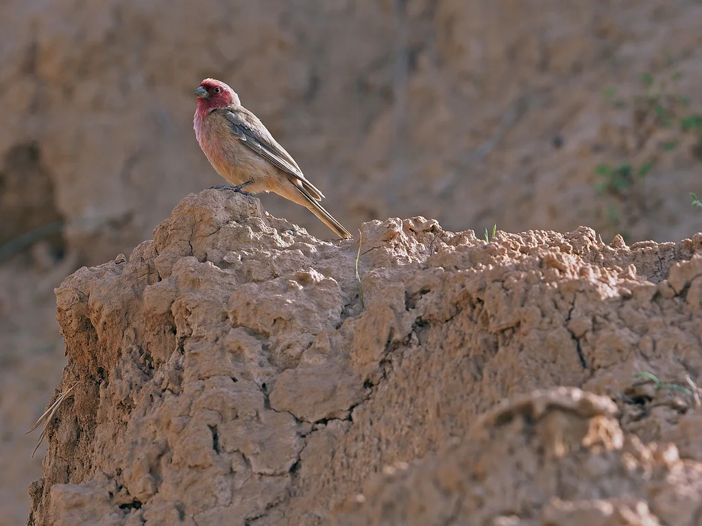 沙色朱雀(Carpodacus stoliczkae)