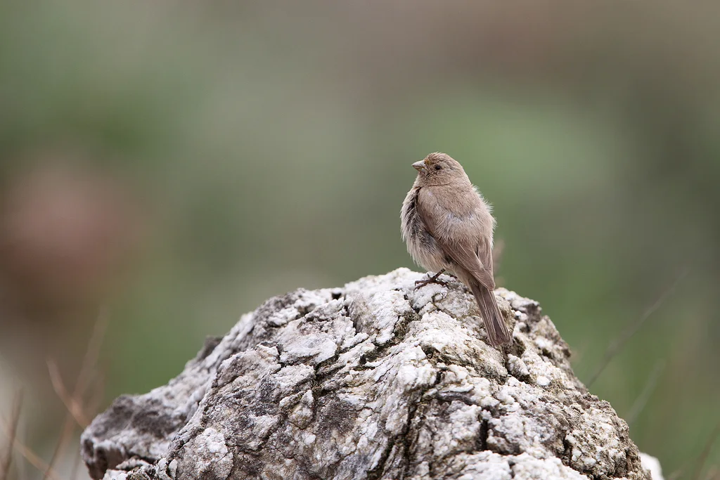 沙色朱雀(Carpodacus stoliczkae)