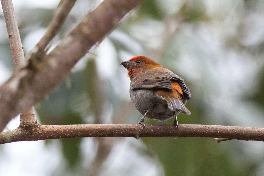 红眉松雀（Carpodacus subhimachalus）