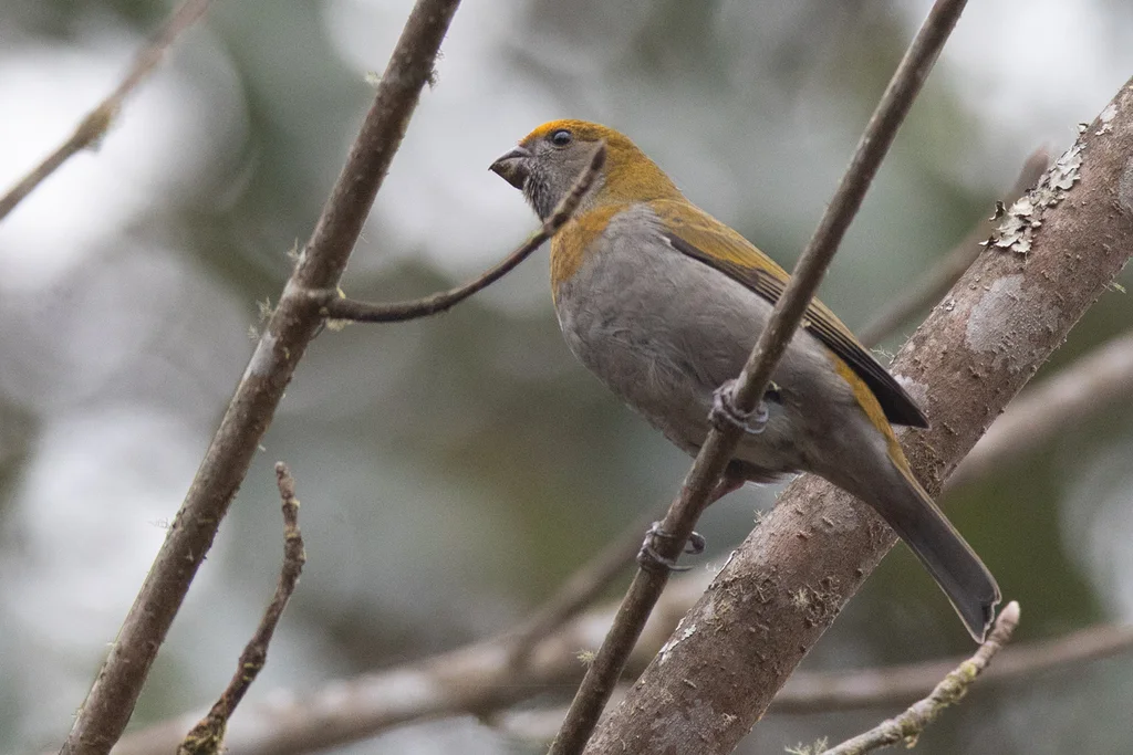 红眉松雀（Carpodacus subhimachalus）