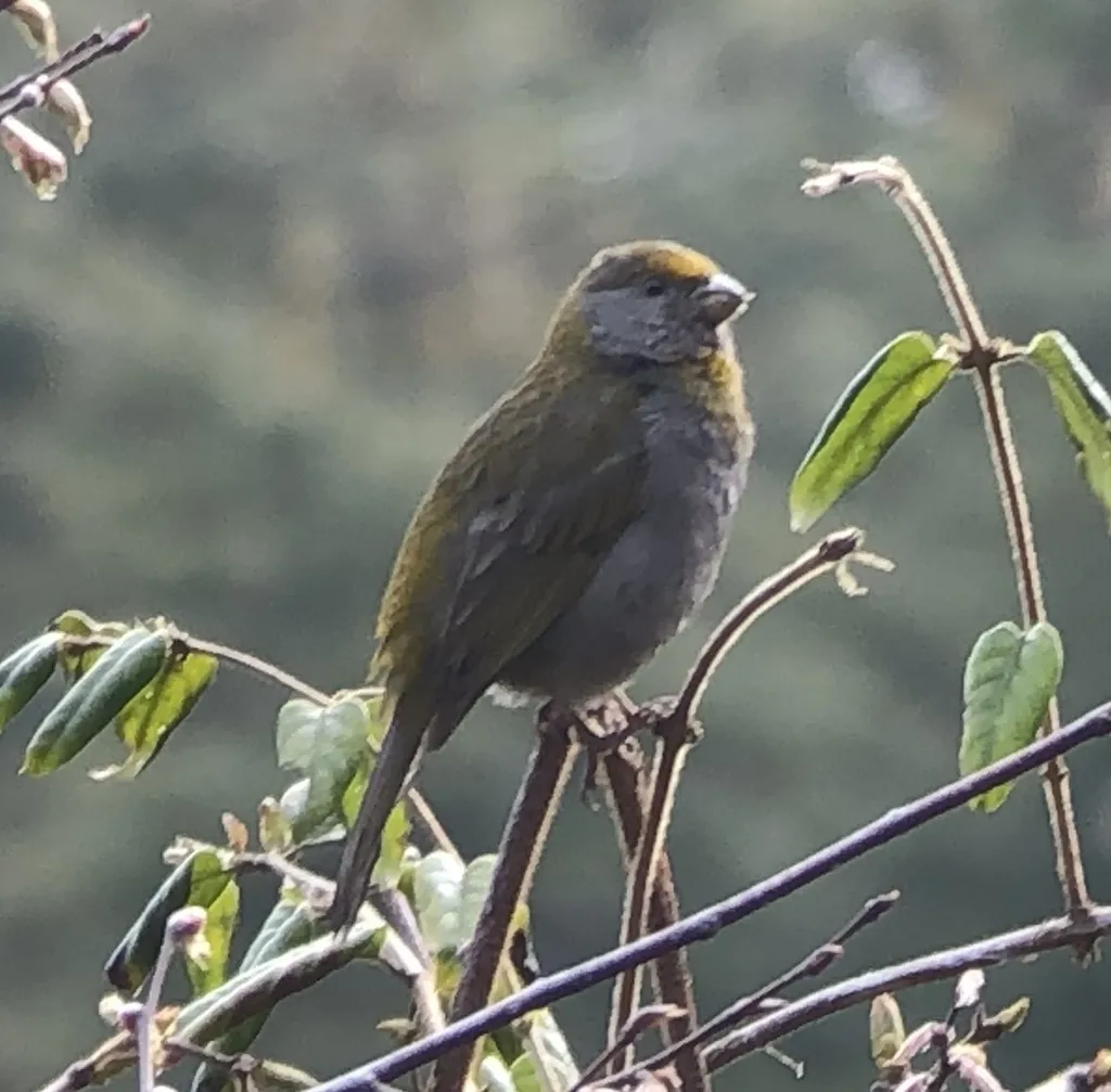 红眉松雀（Carpodacus subhimachalus）