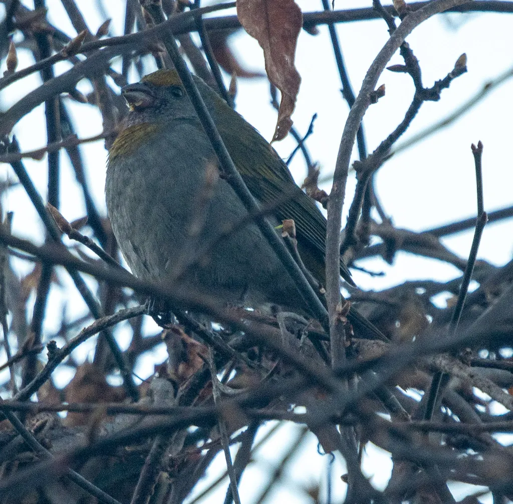红眉松雀（Carpodacus subhimachalus）